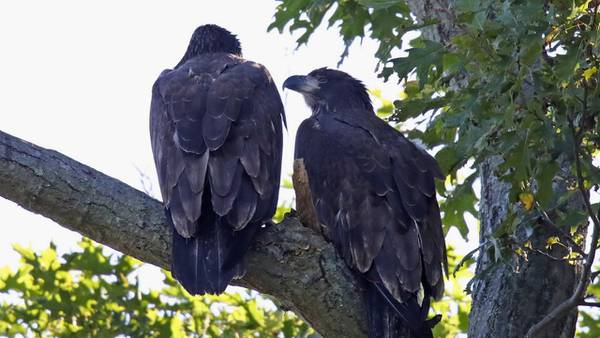 Florida eagle pair welcomes new eaglet