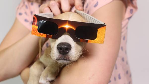 How the partial eclipse may impact your pets